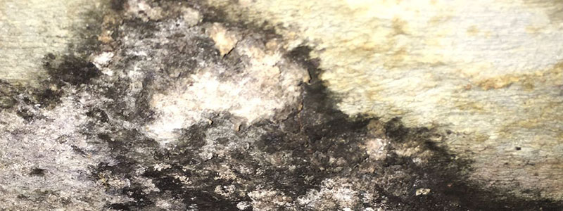 Toxic Mold in Dale Forest, Woodbridge