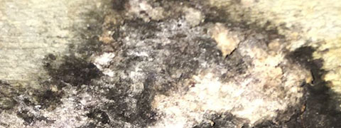 Toxic Mold in Woodlawn Ct, Woodbridge